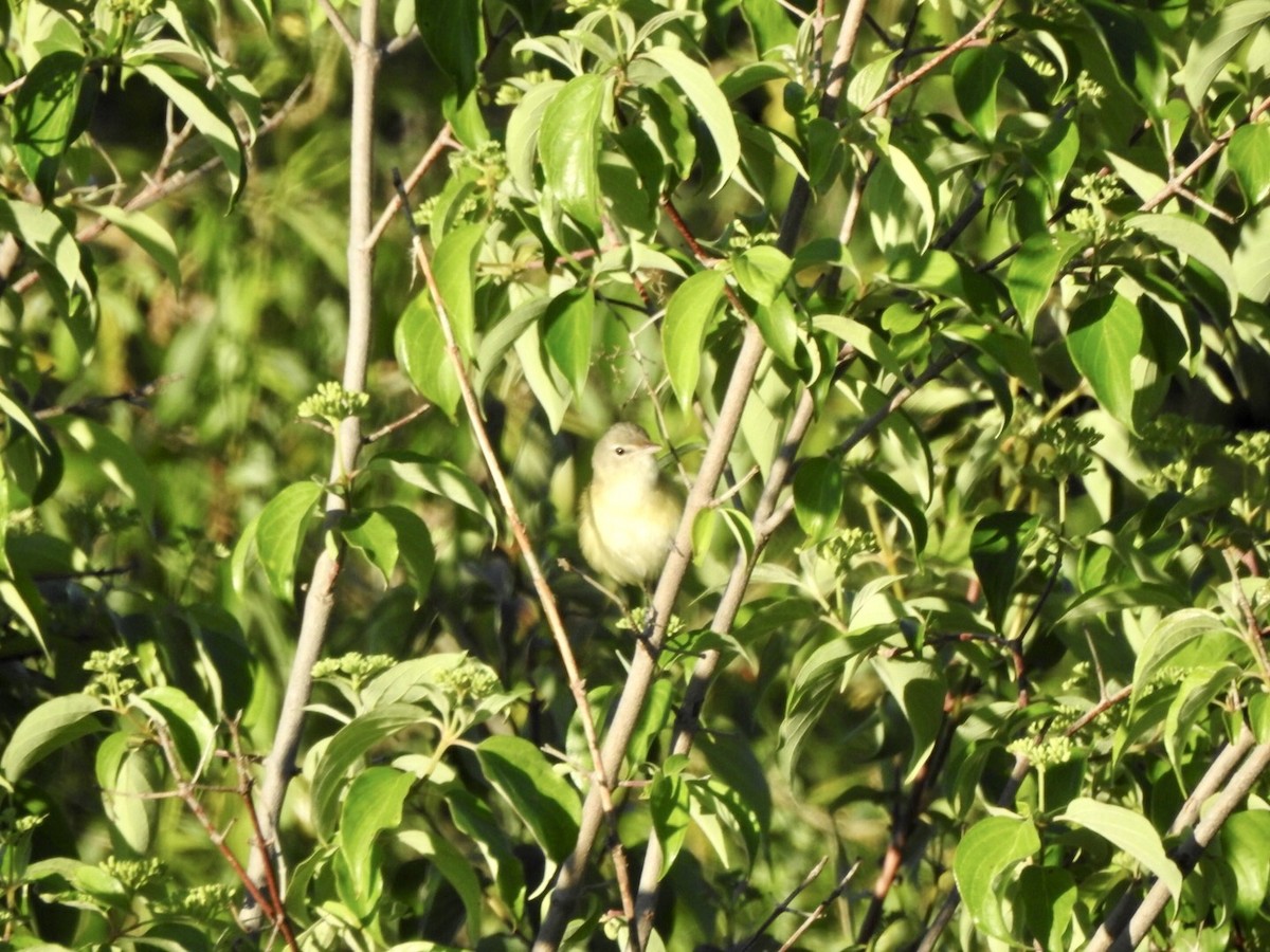 Bell's Vireo - ML618740664