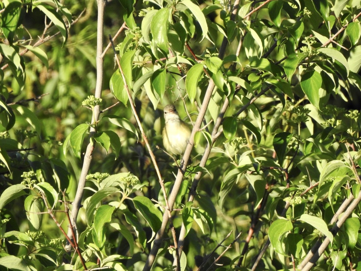 Bell's Vireo - ML618740665