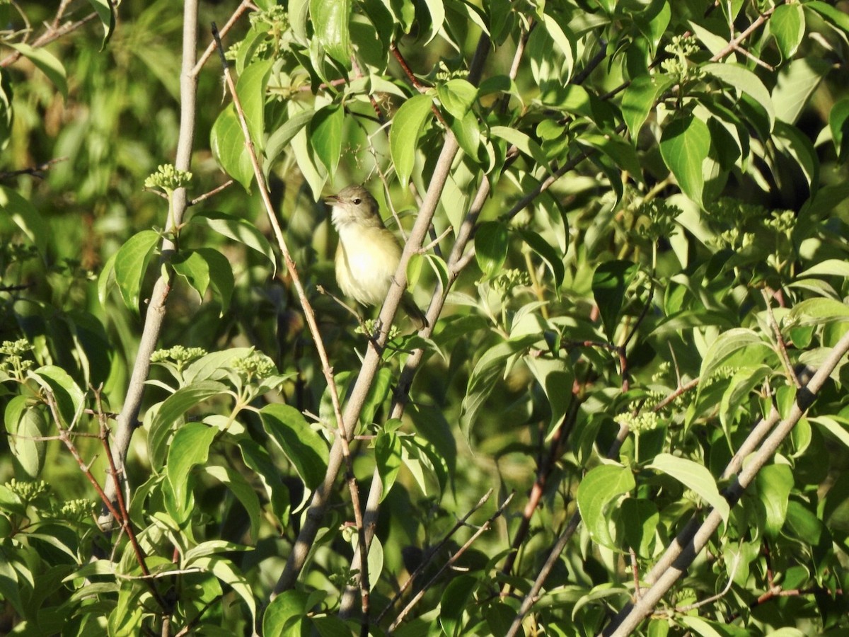 Bell's Vireo - ML618740666