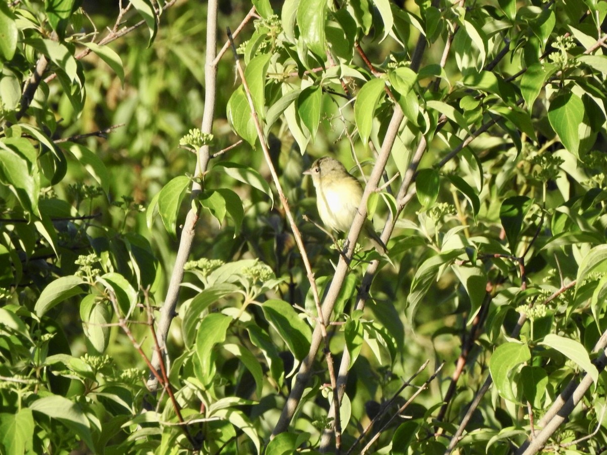 Bell's Vireo - ML618740667