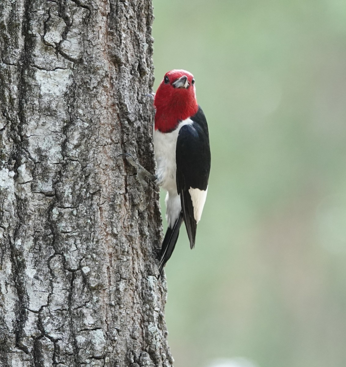 Red-headed Woodpecker - John  Paalvast