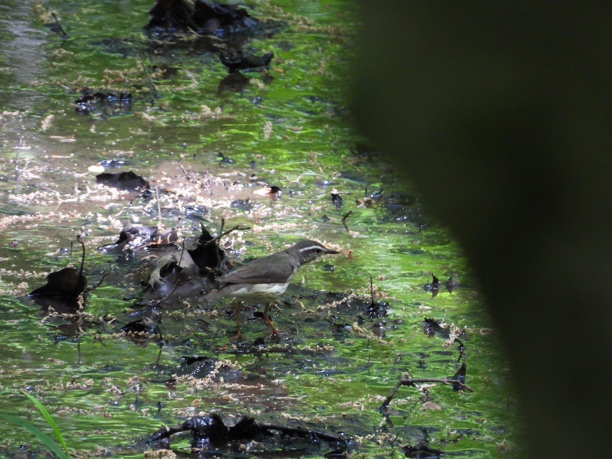 Louisiana Waterthrush - ML618740702