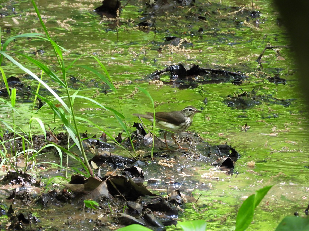 Louisiana Waterthrush - Luke Donahue