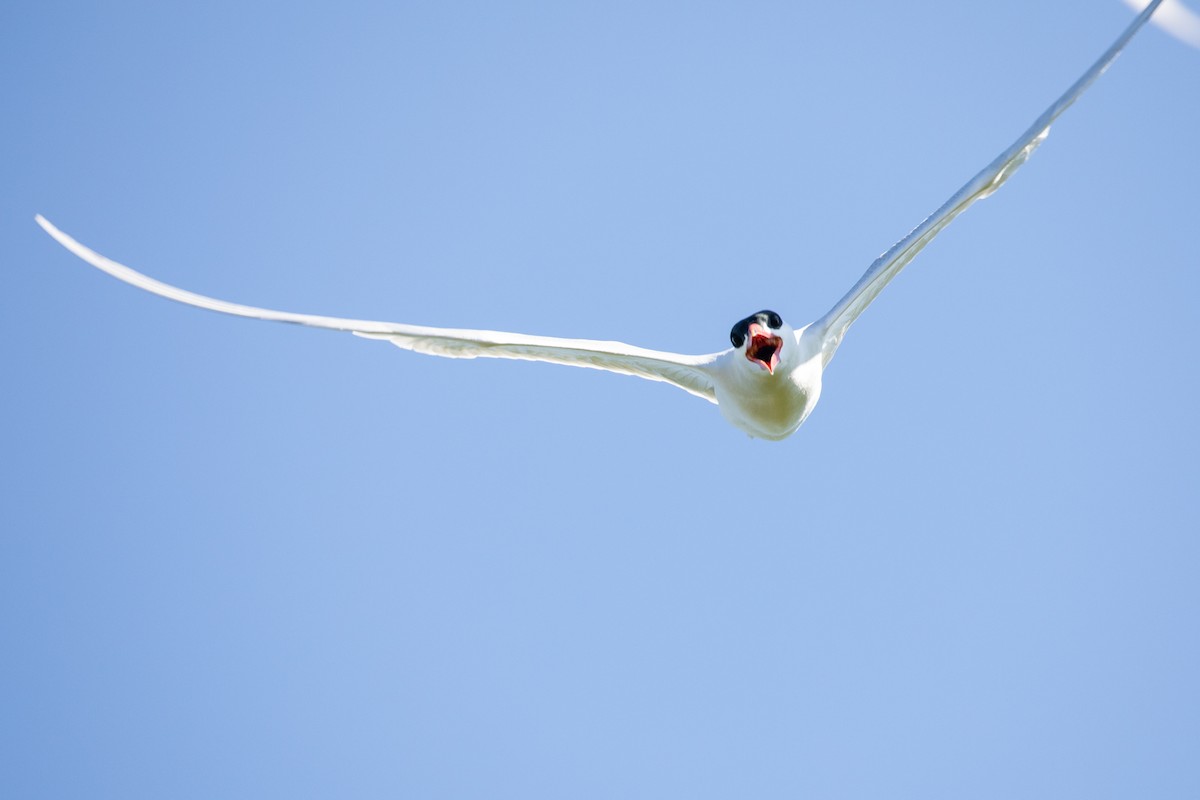 Caspian Tern - ML618740709