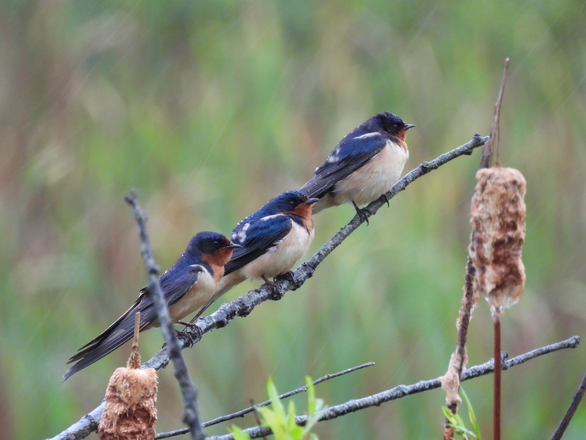 Barn Swallow - ML618740725