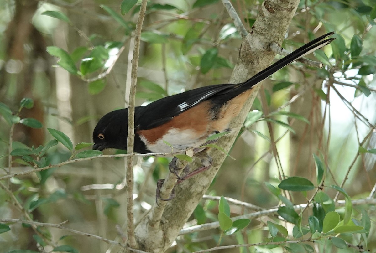 Eastern Towhee - ML618740734