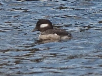 Bufflehead - Milton Paul