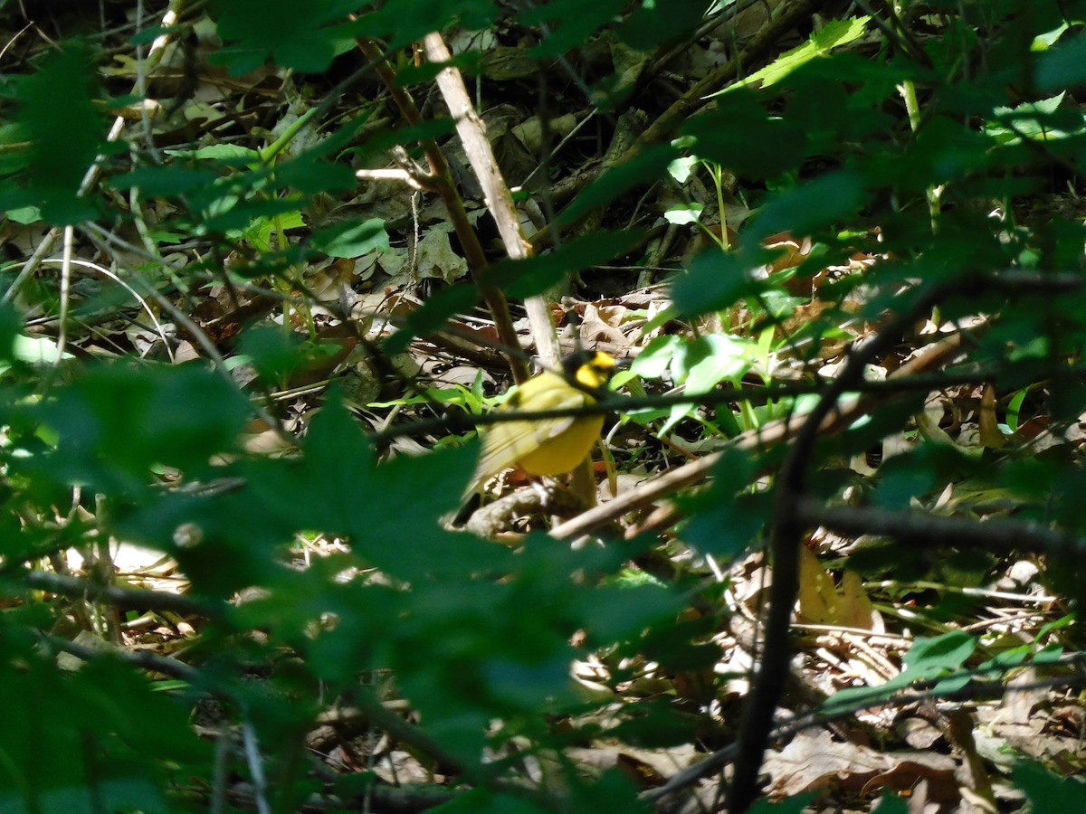 Hooded Warbler - Charles Chu