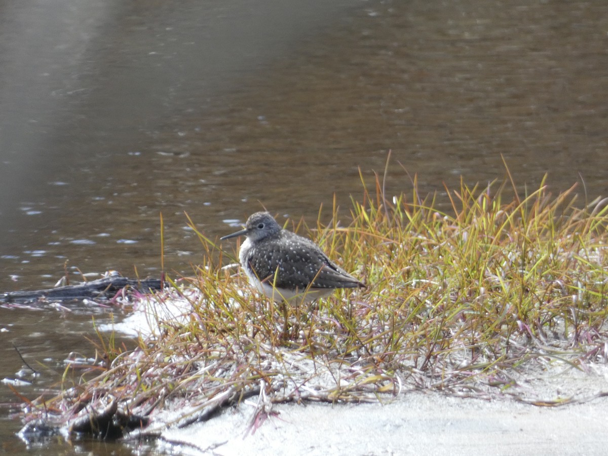 Solitary Sandpiper - ML618740757