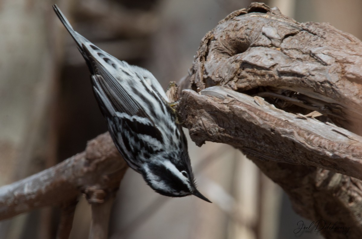 Black-and-white Warbler - Detcheverry Joël