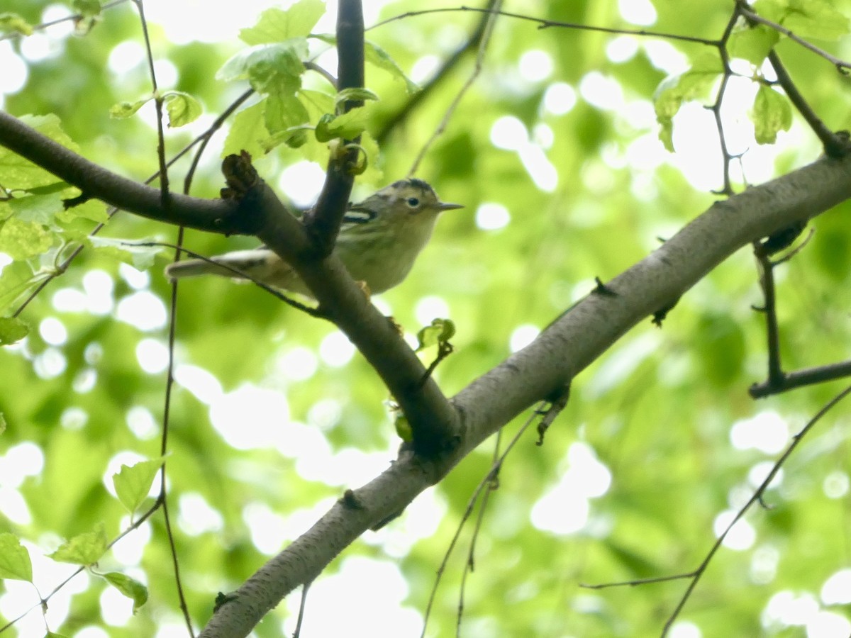 Chestnut-sided Warbler - ML618740828