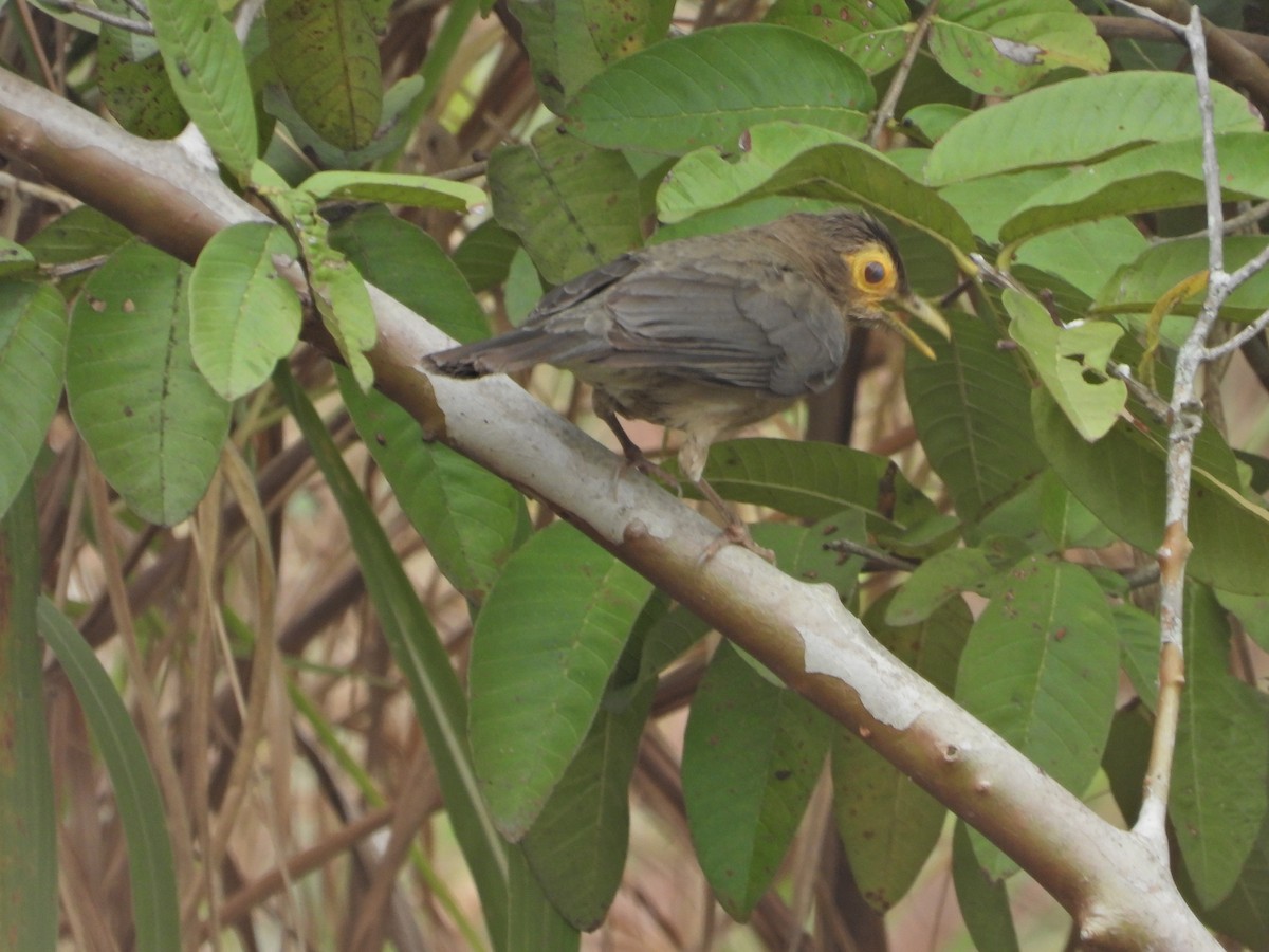 Spectacled Thrush - Manuel Pérez R.