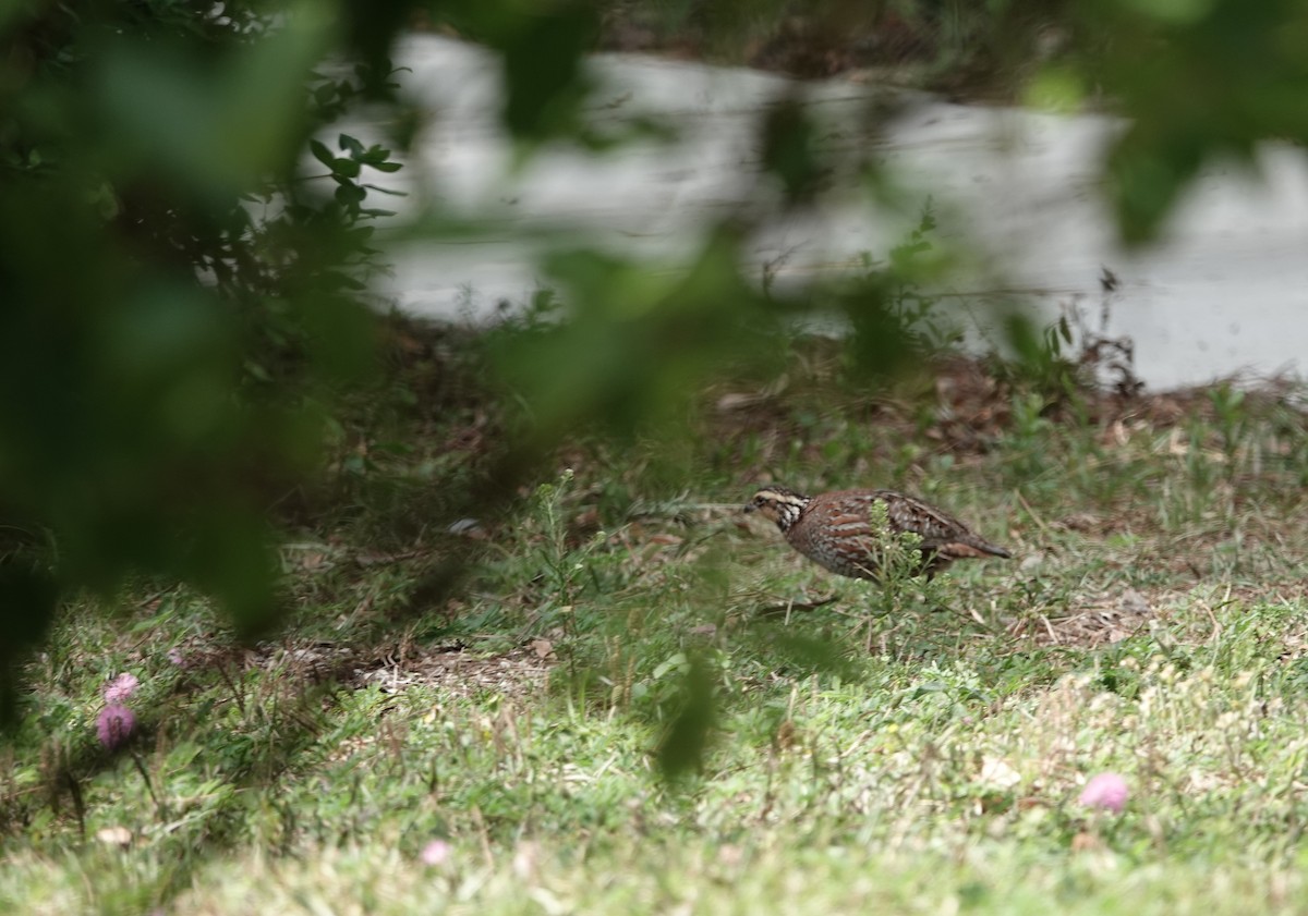 Northern Bobwhite - ML618740859