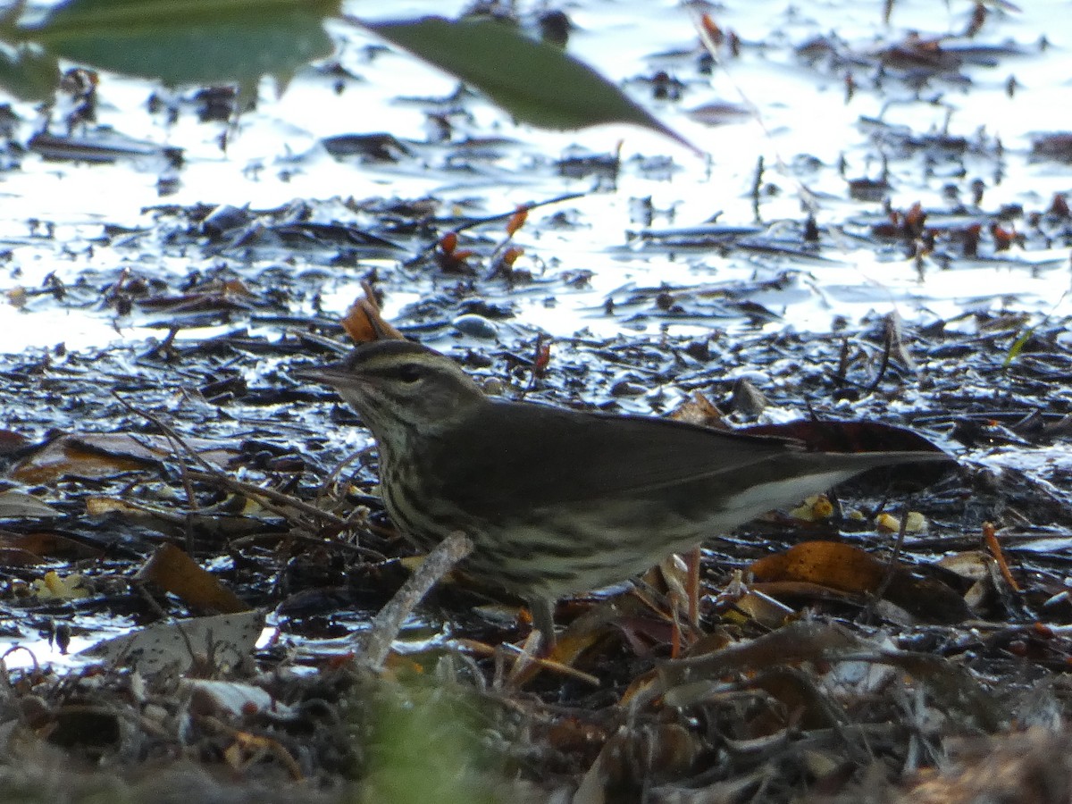 Northern Waterthrush - ML618740879