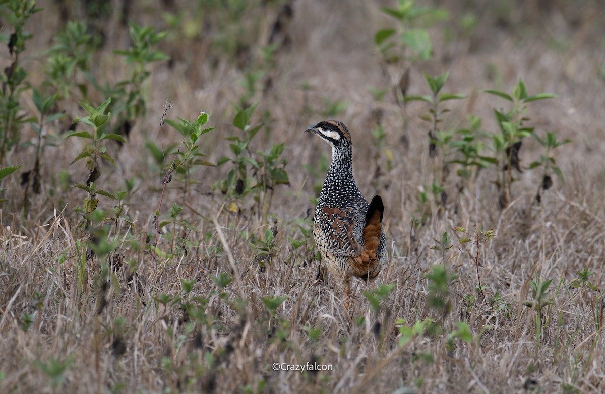 Chinese Francolin - Qiang Zeng