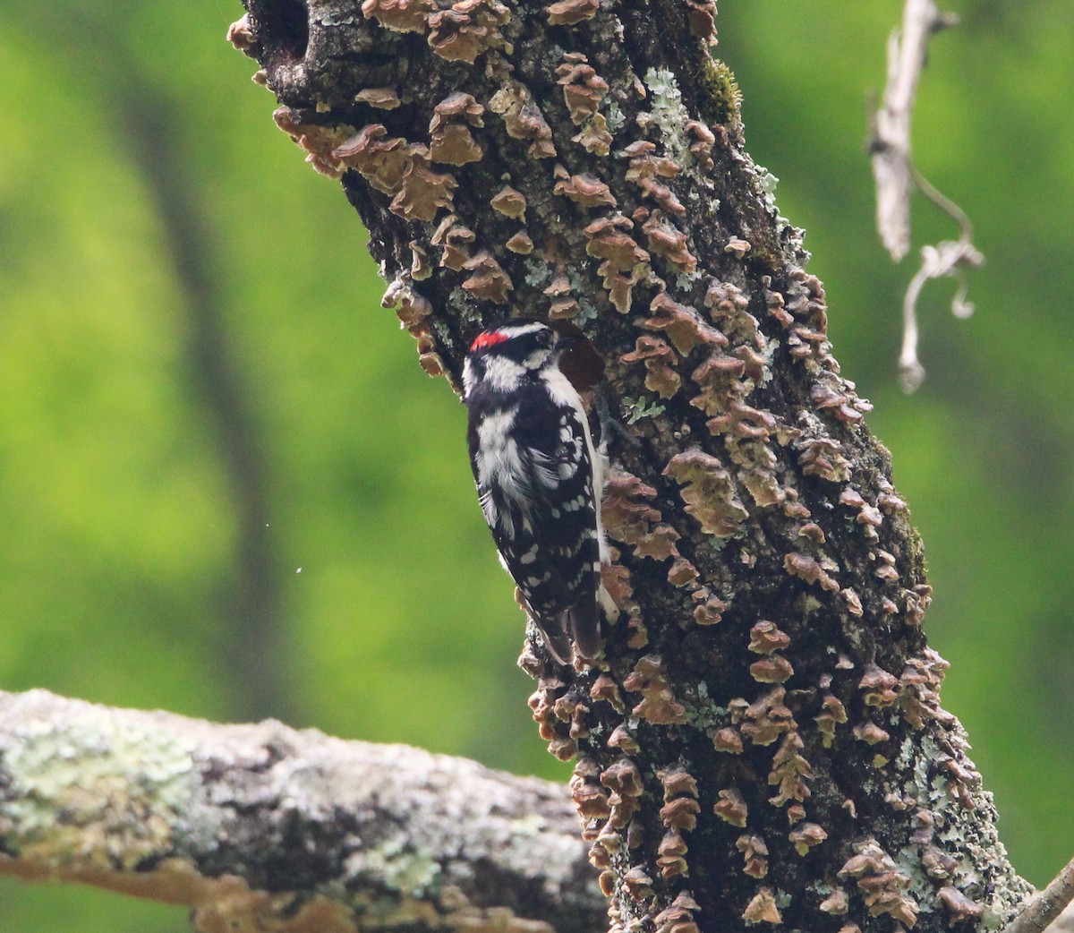 Downy Woodpecker - ML618740888