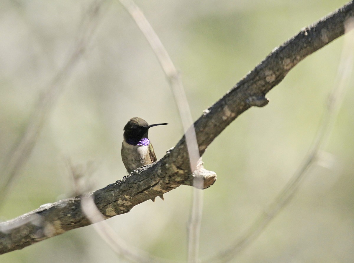 Black-chinned Hummingbird - ML618740900