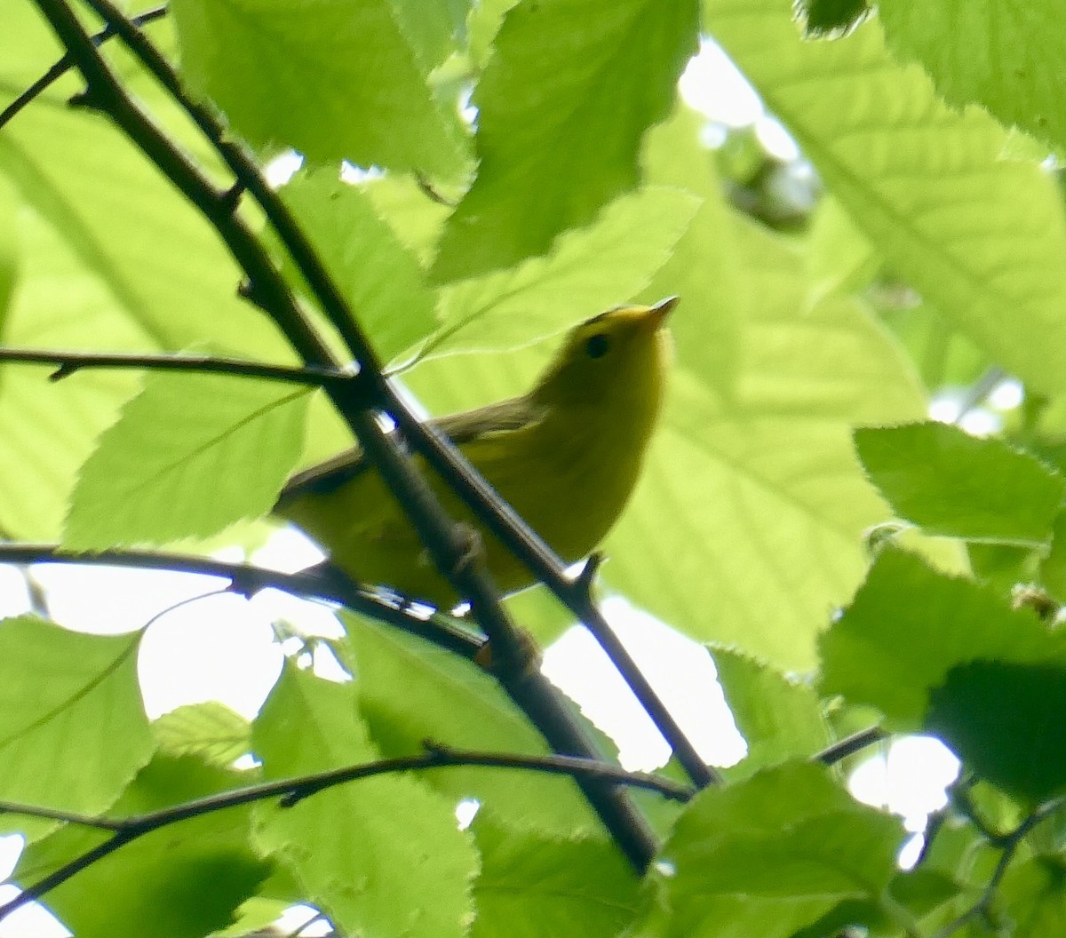 Wilson's Warbler - ML618740921