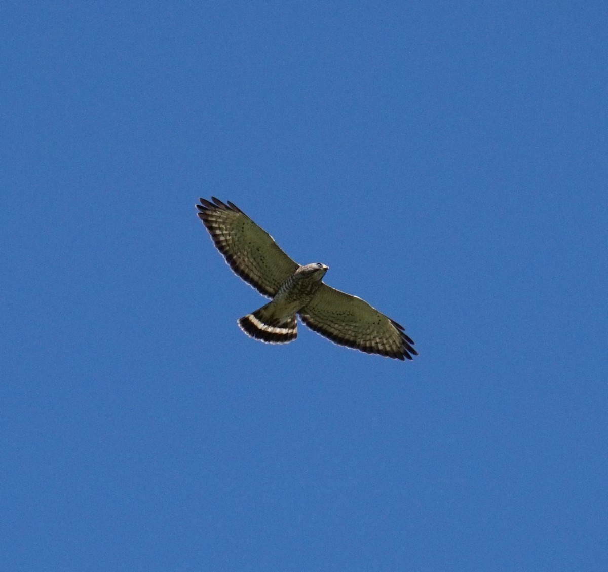 Broad-winged Hawk - Bobby Bowman