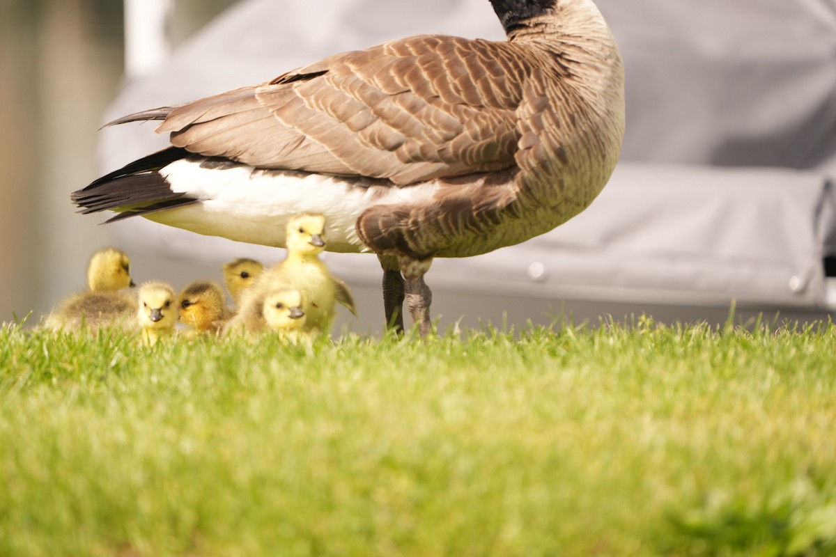 Canada Goose - ML618740931