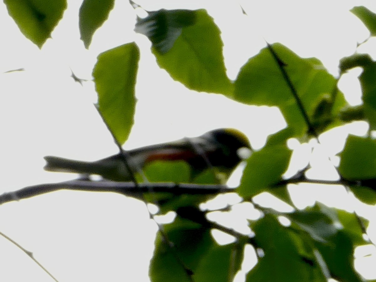 Chestnut-sided Warbler - ML618740944