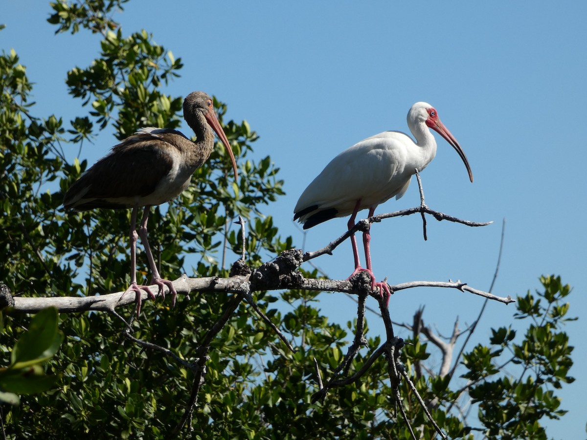 White Ibis - ML618740945