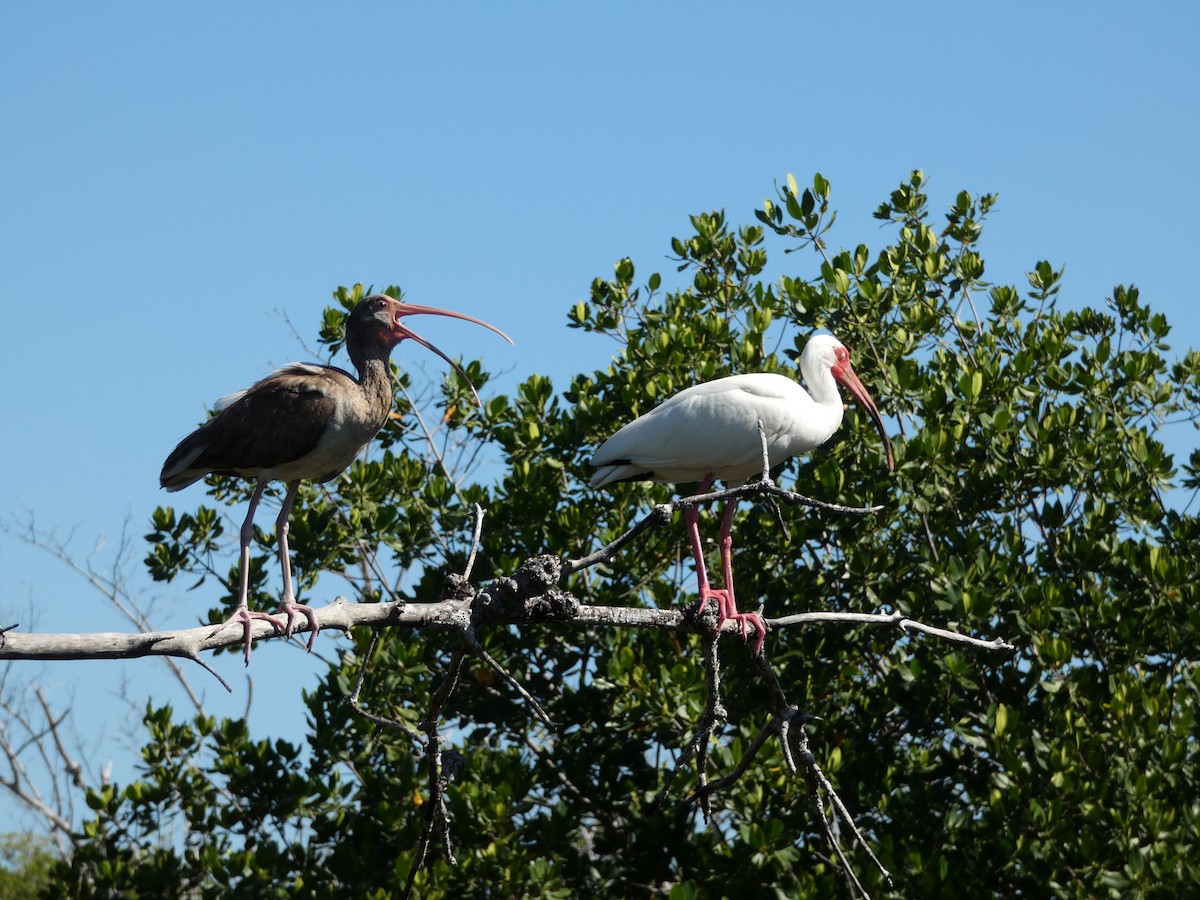 White Ibis - ML618740946