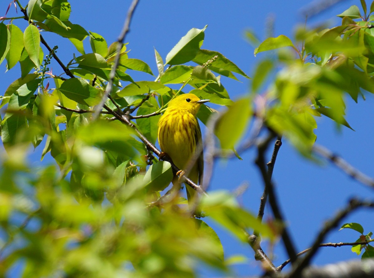 Yellow Warbler - Bobby Bowman