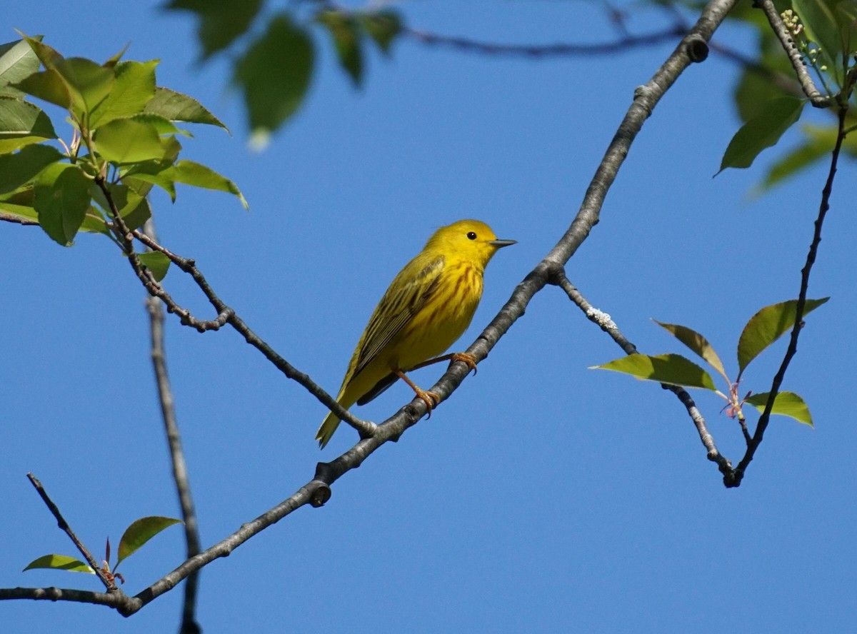 Paruline jaune - ML618740949