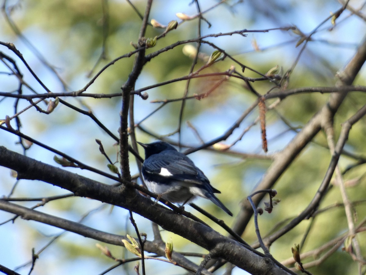 Black-throated Blue Warbler - ML618740951