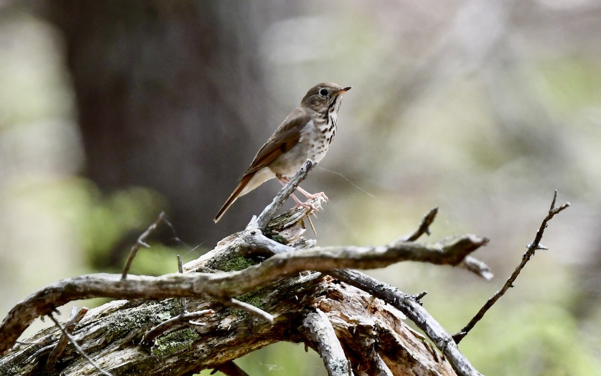 Hermit Thrush - ML618740956