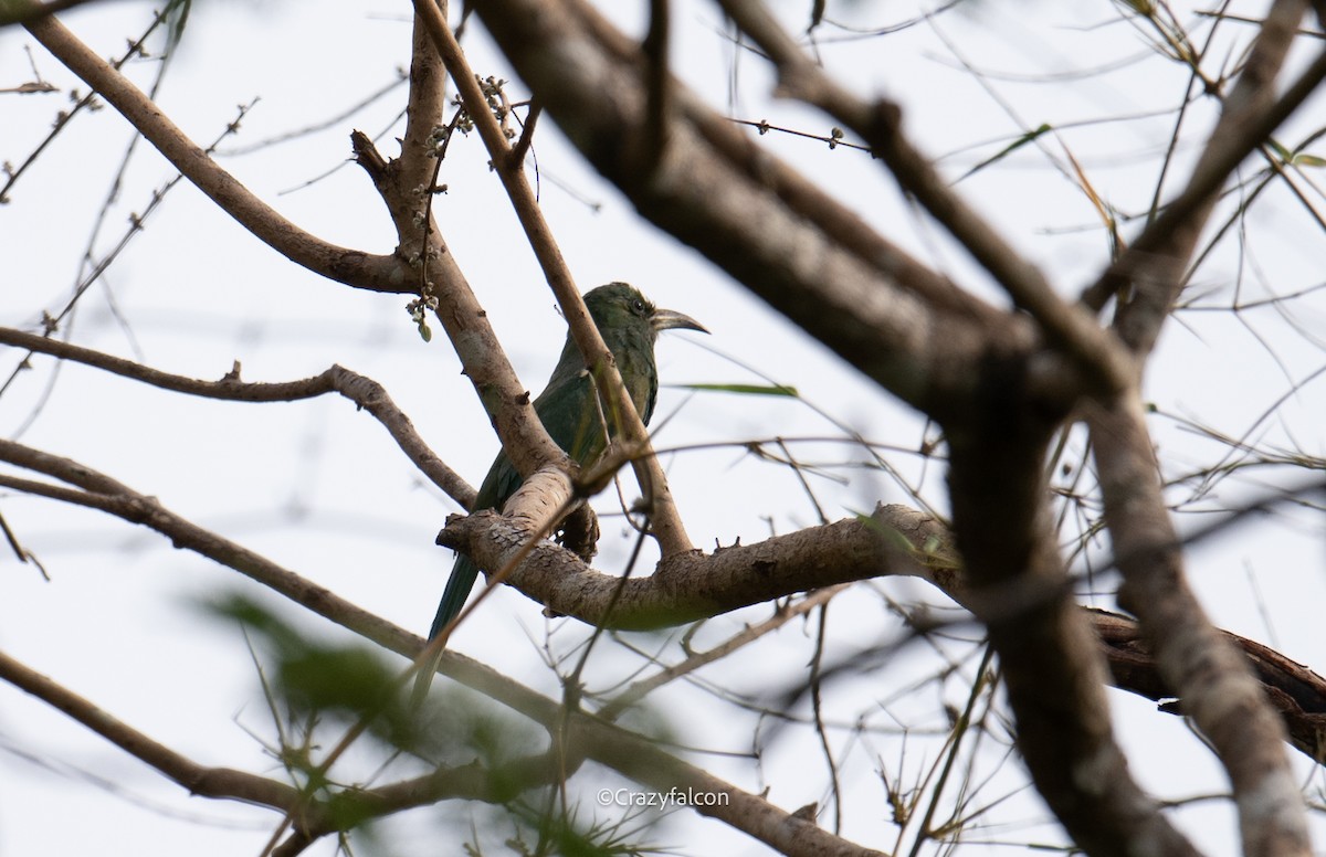 Blue-bearded Bee-eater - ML618740960