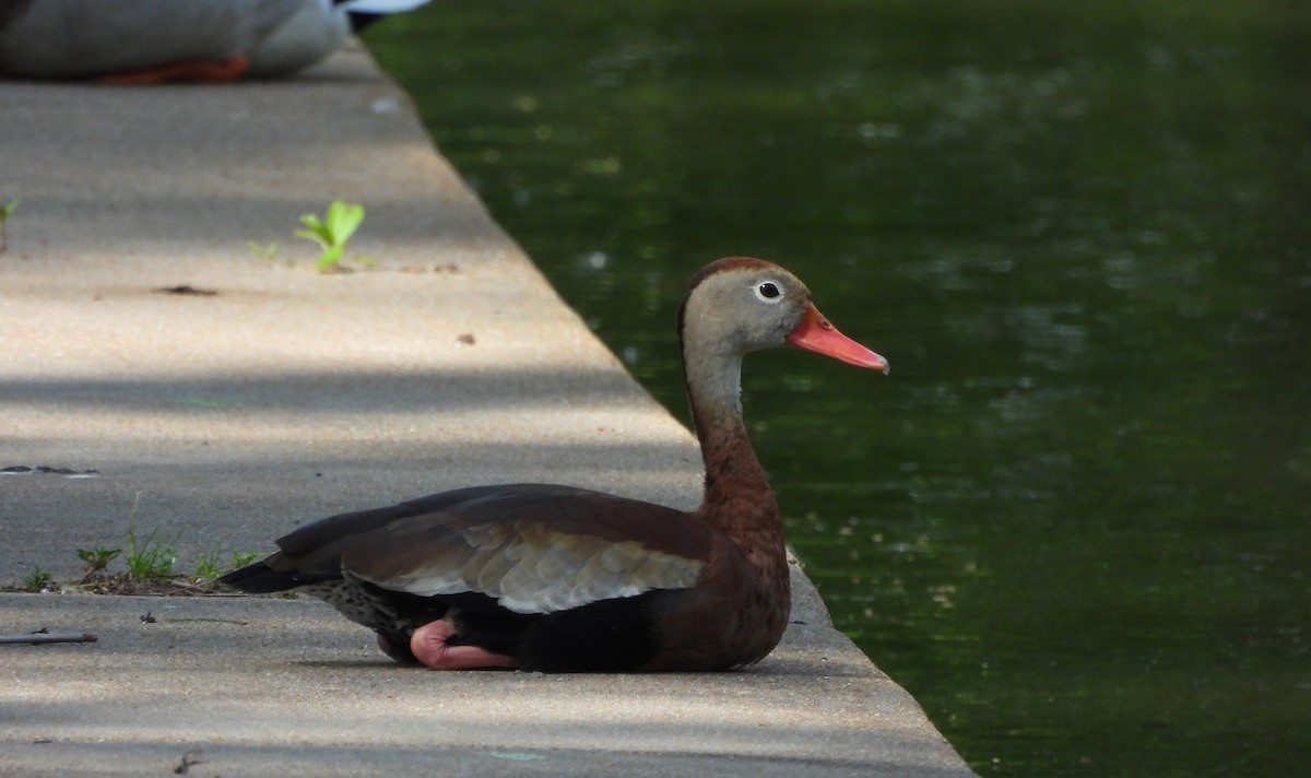 Dendrocygne à ventre noir - ML618741019