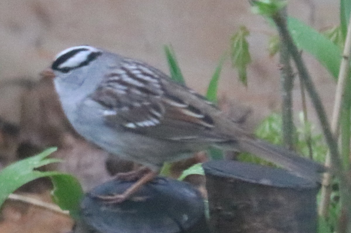 Bruant à couronne blanche - ML618741022