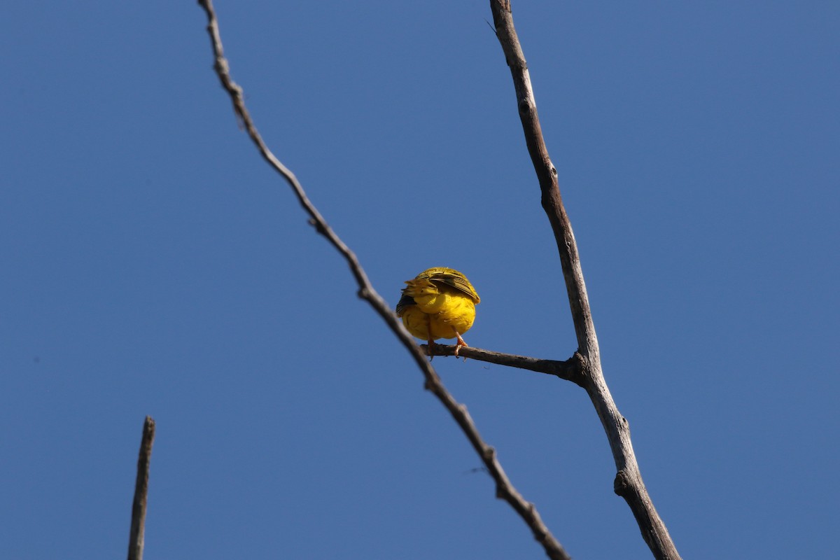 Yellow Warbler - Todd Hagedorn