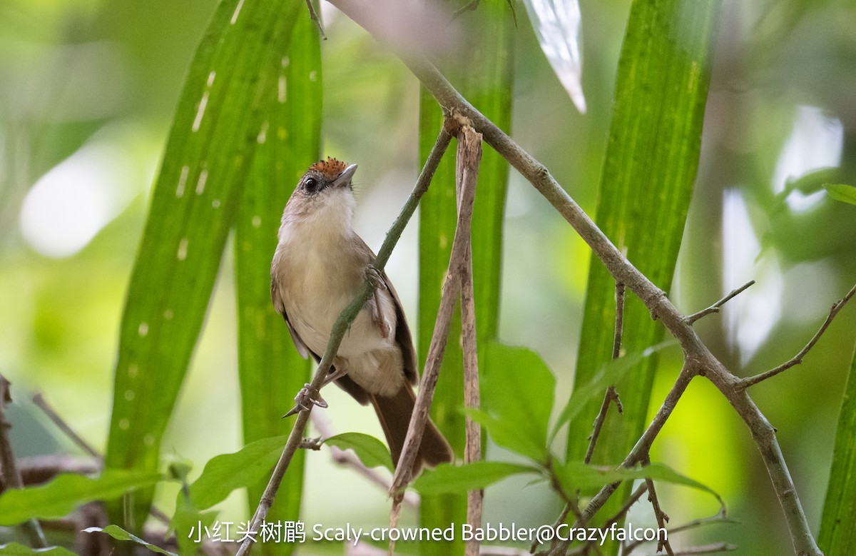Scaly-crowned Babbler - Qiang Zeng