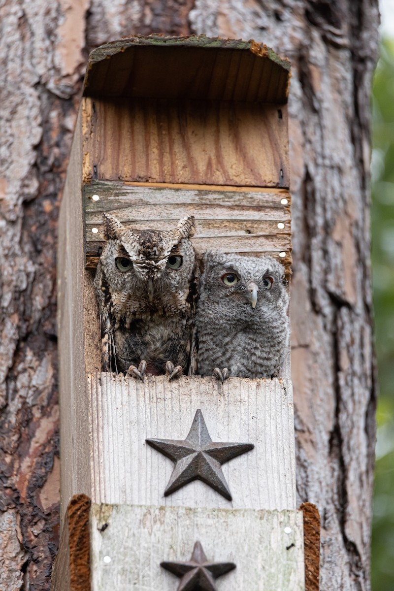 Eastern Screech-Owl - ML618741060