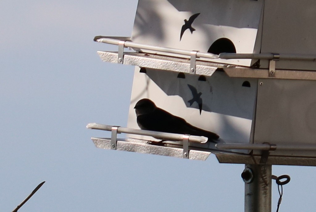 Purple Martin - Ben Freeman