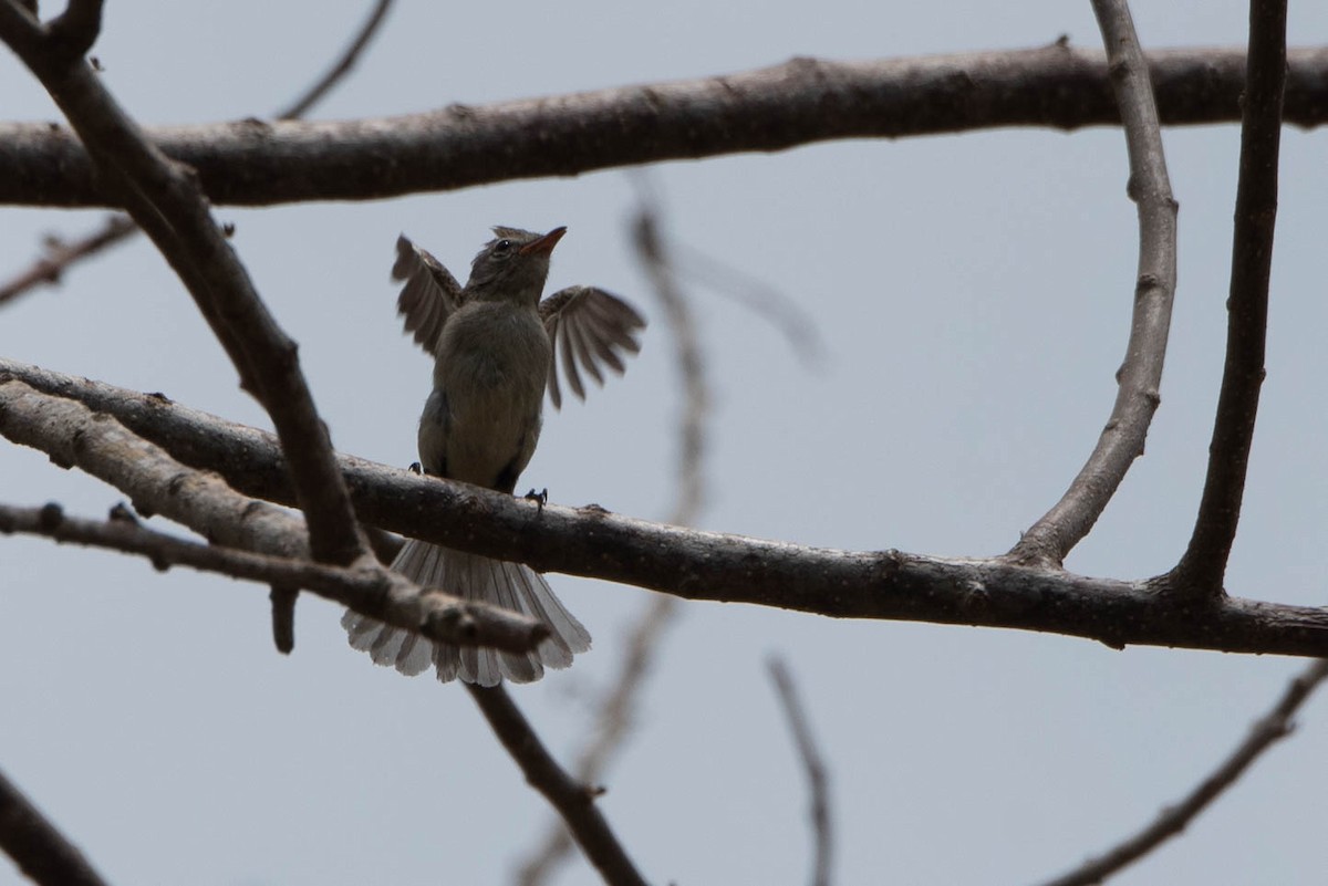 Northern Beardless-Tyrannulet - ML618741107