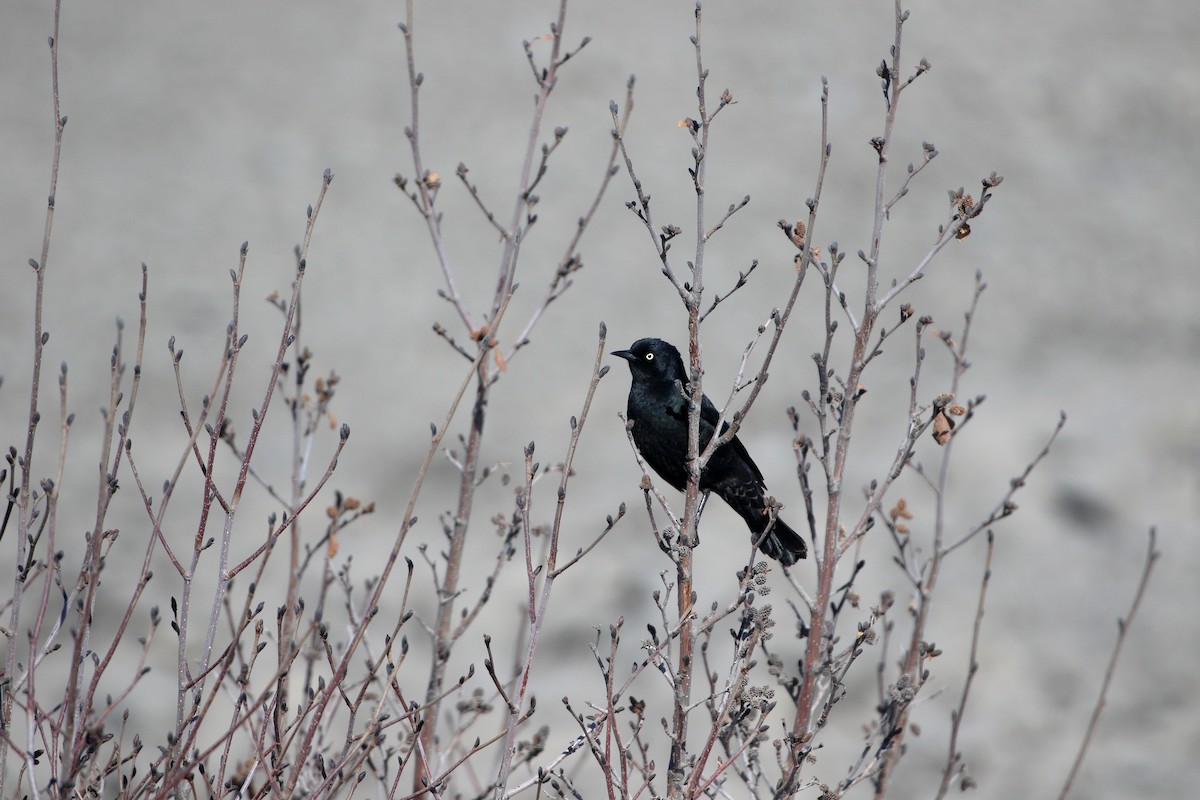 Rusty Blackbird - Seth Beaudreault