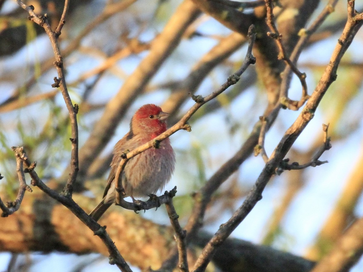 House Finch - ML618741127