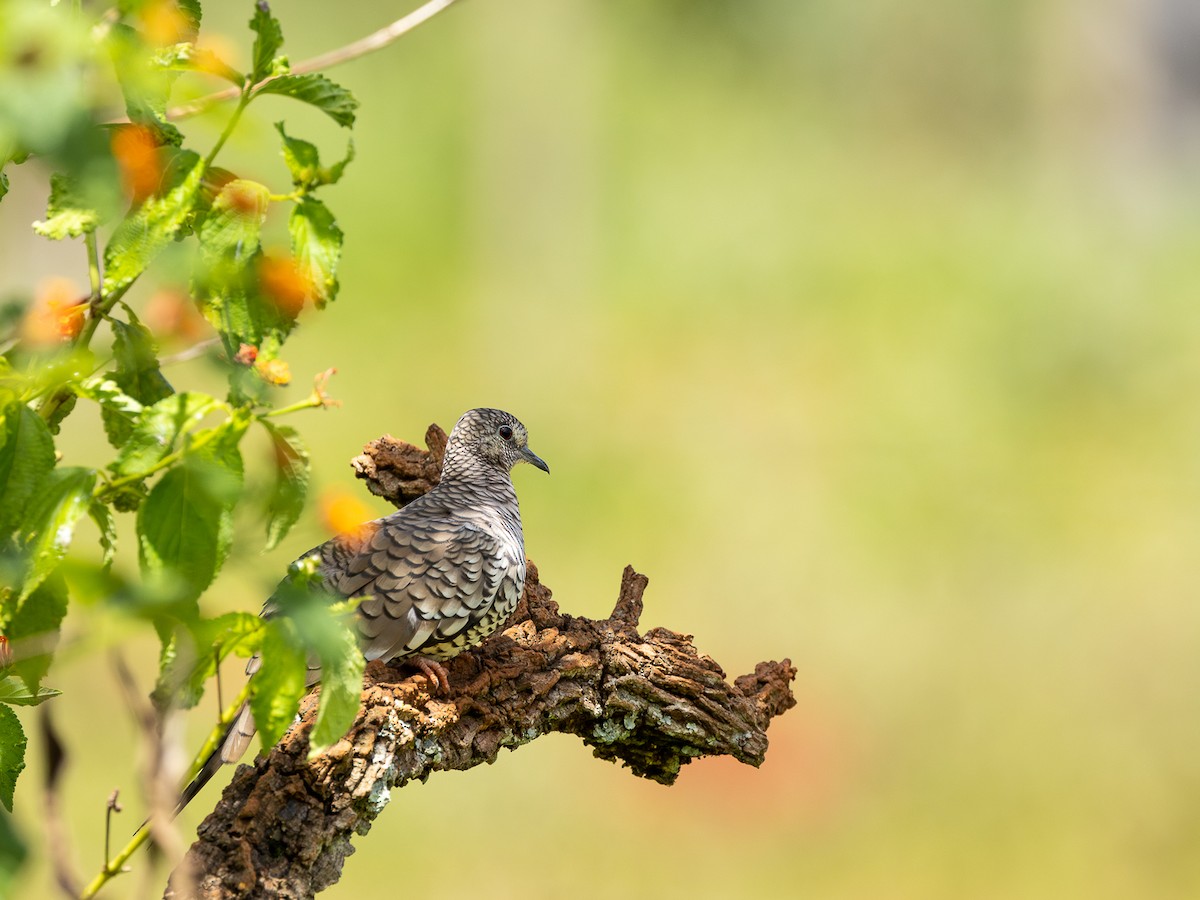 Scaled Dove - Daniel Esser