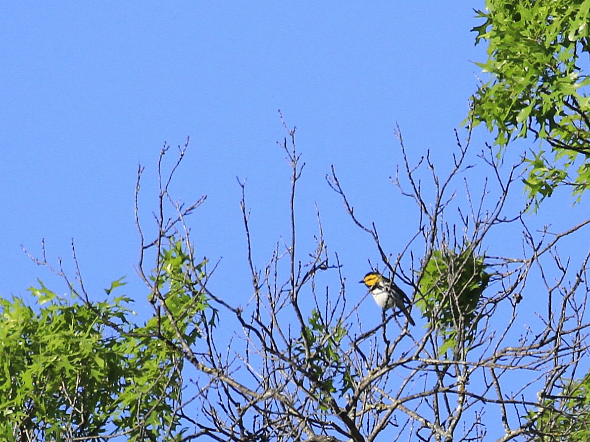 Golden-cheeked Warbler - Carl Poldrack