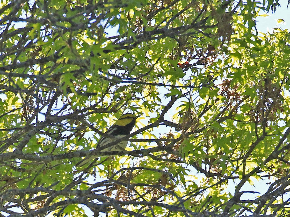 Golden-cheeked Warbler - Carl Poldrack