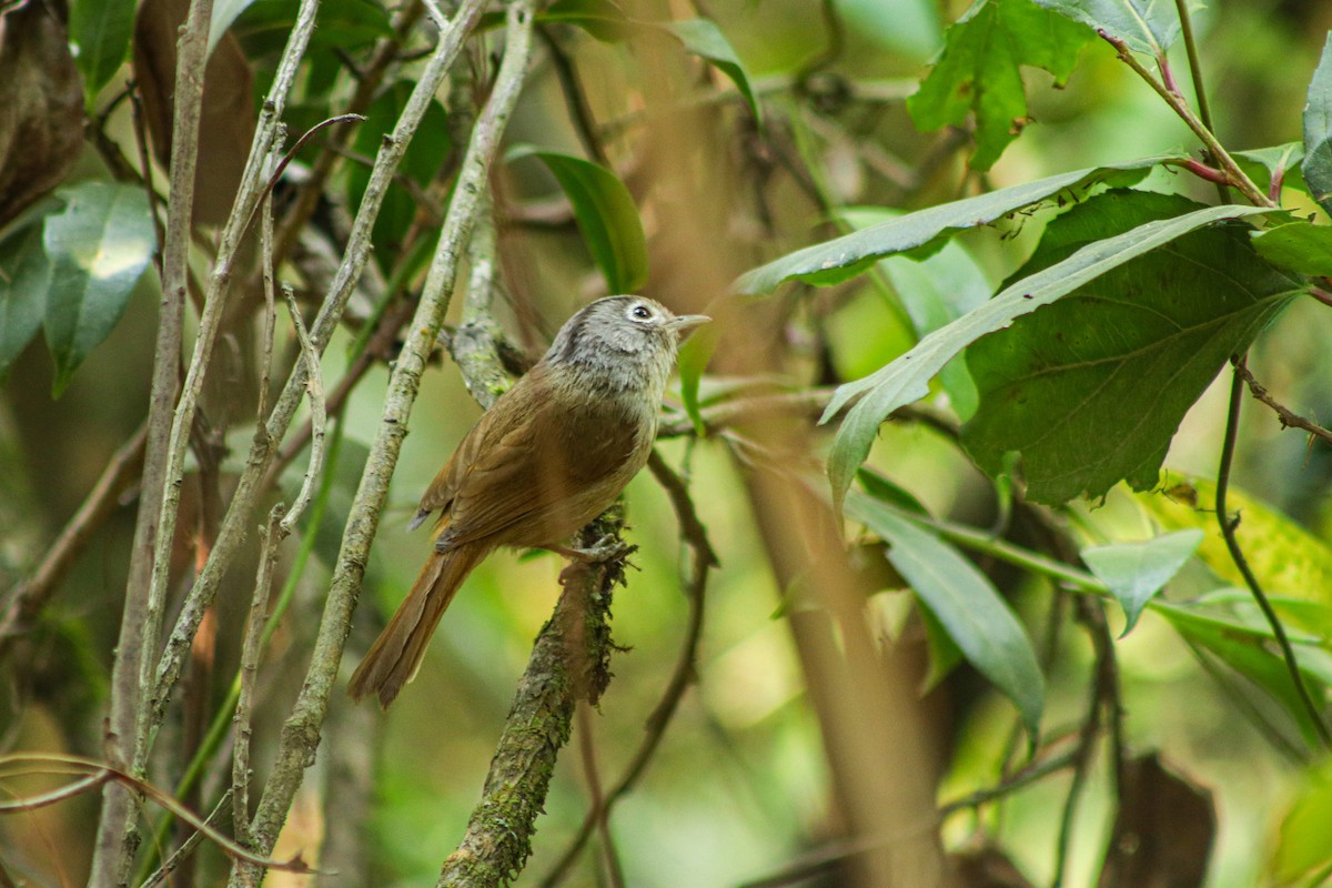 Nepal Fulvetta - ML618741141