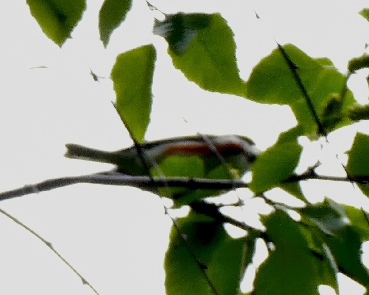 Chestnut-sided Warbler - ML618741157