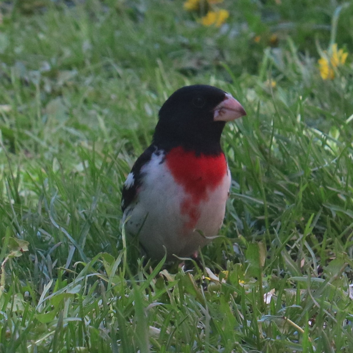 Cardinal à poitrine rose - ML618741161