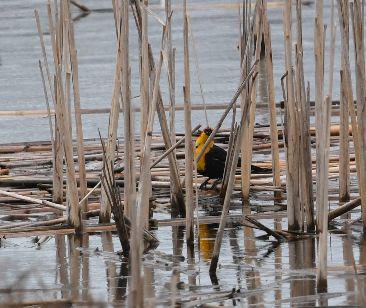 Yellow-headed Blackbird - ML618741164