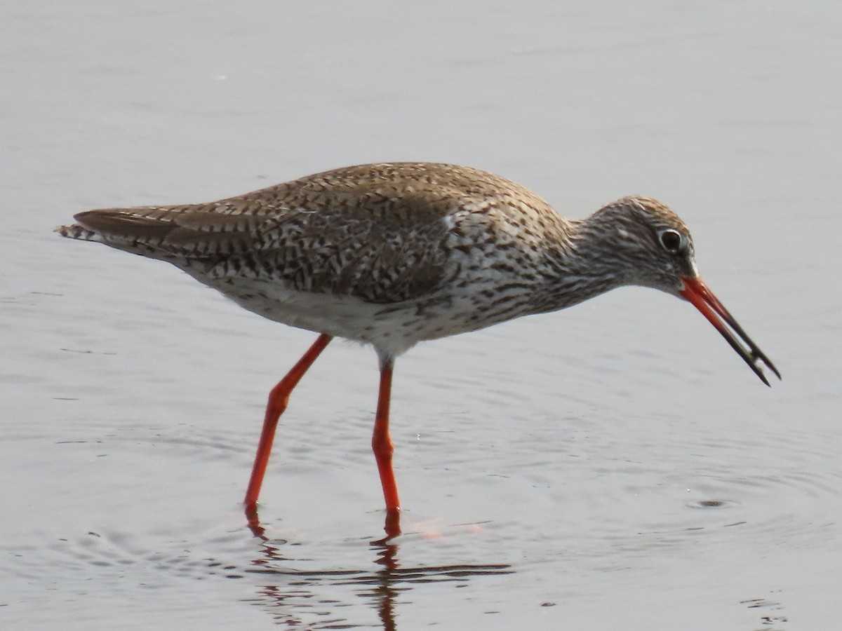 Common Redshank - ML618741165