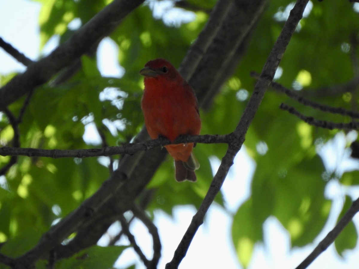 Piranga Roja - ML618741171